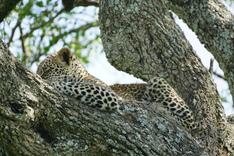 200_Leopard_DSC01065.JPG