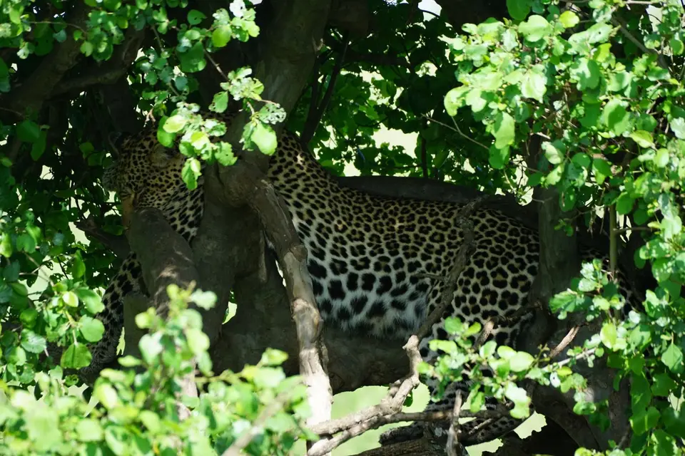 201_Leopardenmutter_DSC01074.JPG