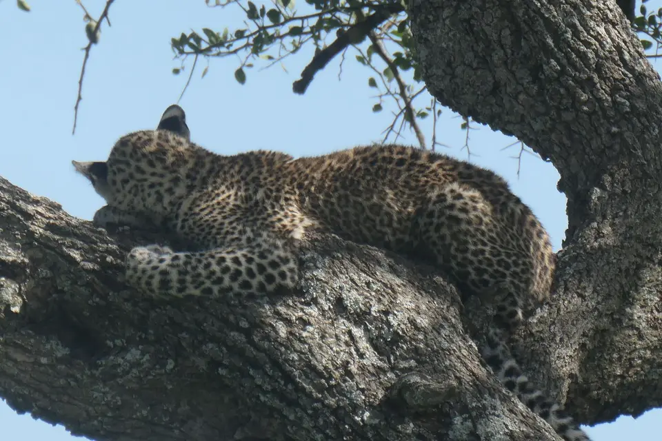 202_Leopard_P1001718.JPG