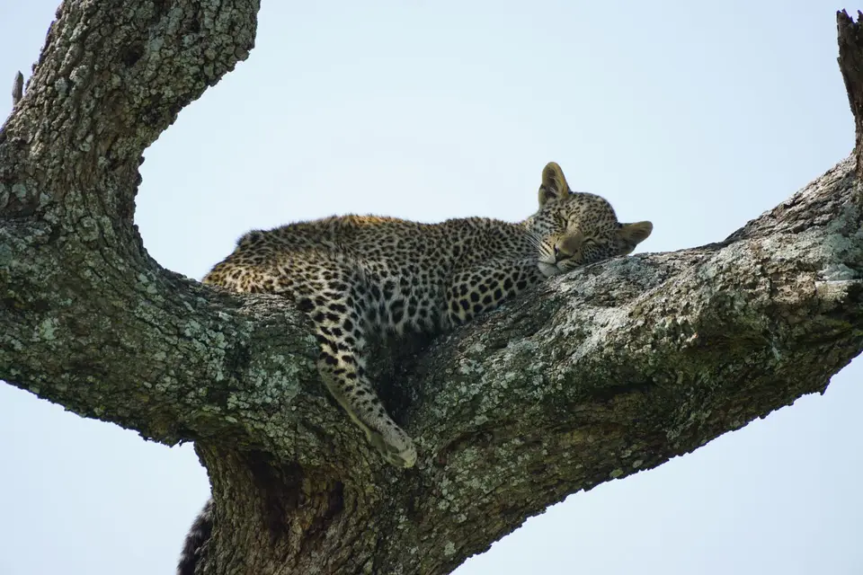 203_Leopard_DSC01087.JPG