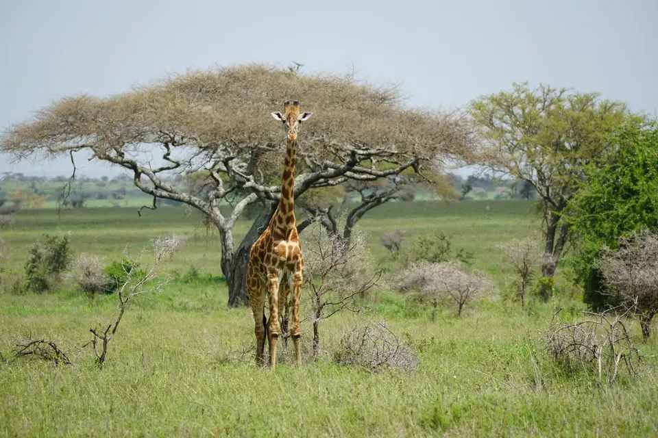 210_Giraffe_DSC01102.JPG