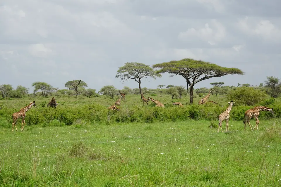 214_Giraffen_DSC01113.JPG