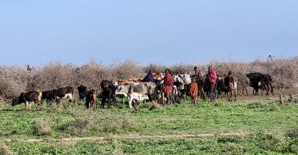 223_Massai_2026-01-1108.36.16.jpg