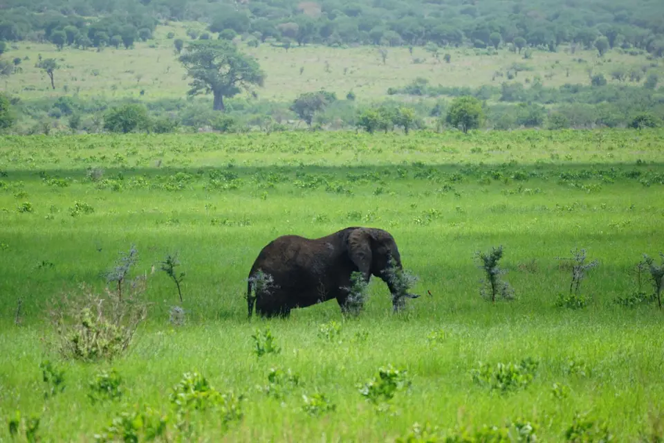 290_Mkomazi_1_DSC01310.JPG