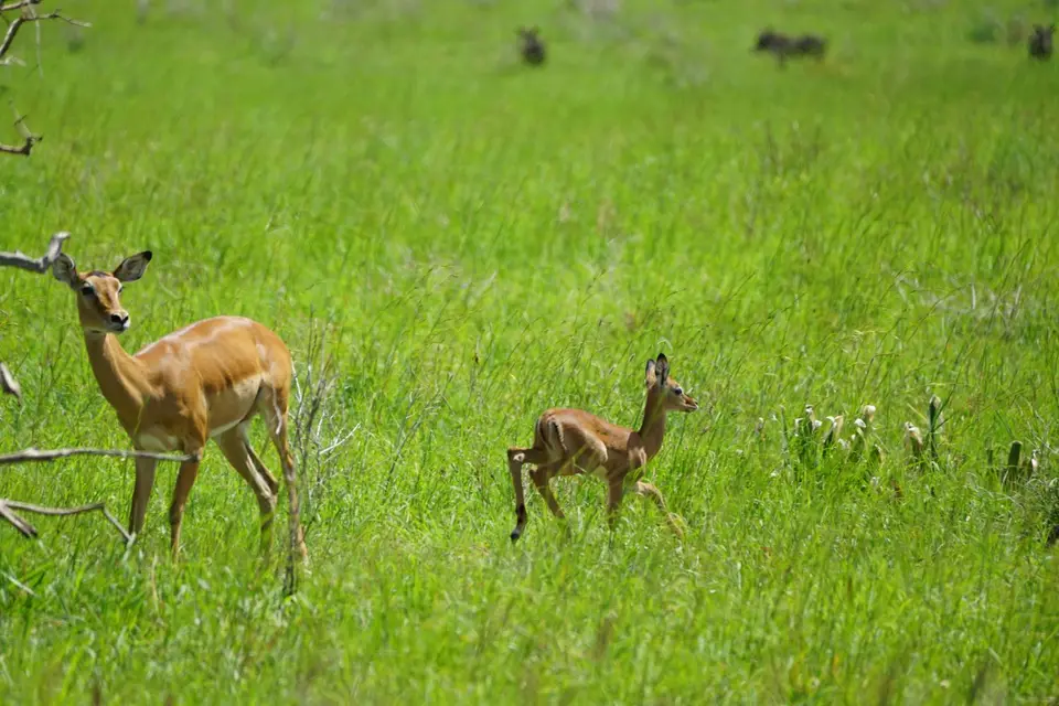 292_Impala_3_DSC01316.JPG