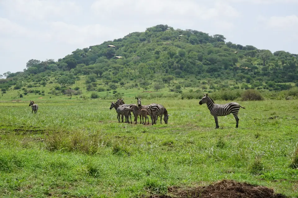 294_Mkomazi_4_DSC01319.JPG