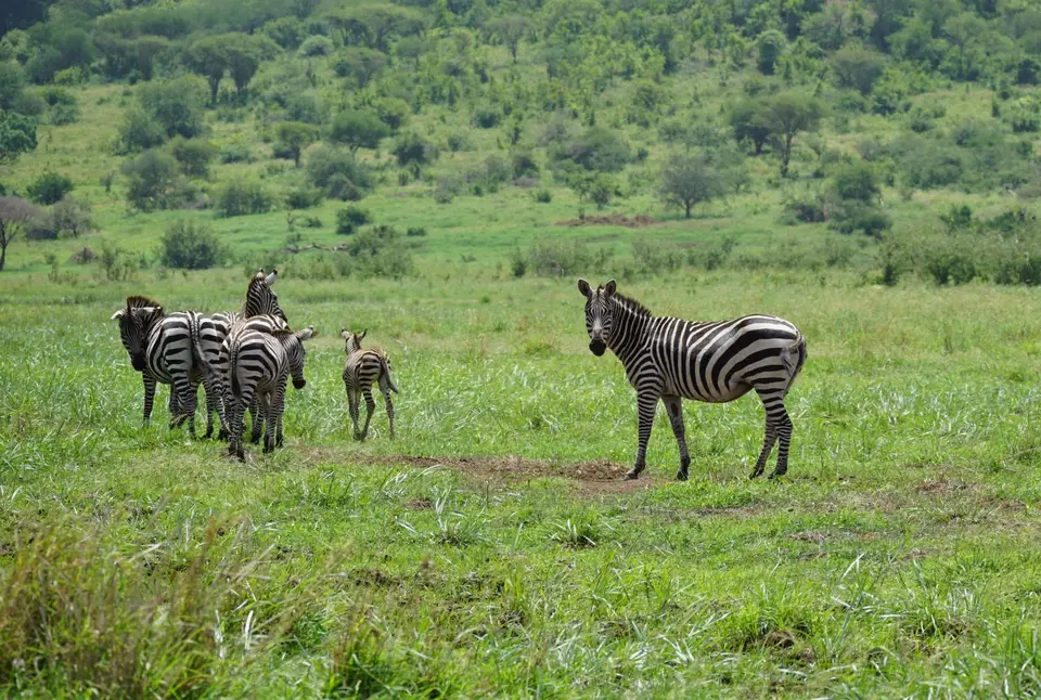 295_Mkomazi_5_DSC01320.JPG