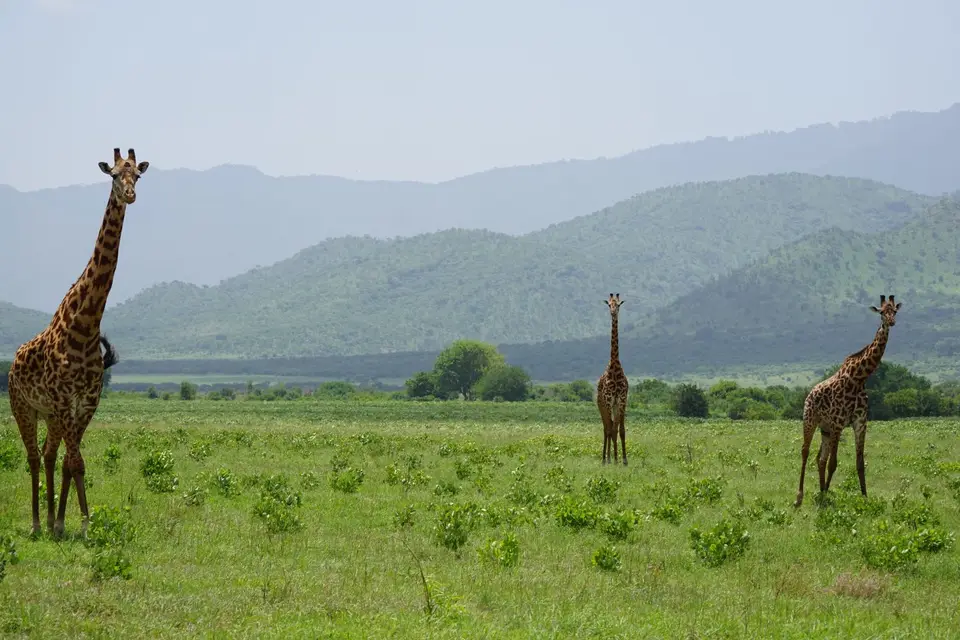 301_Mkomazi_14_DSC01336.JPG