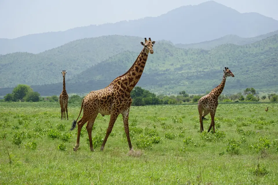 302_Mkomazi_15_DSC01337.JPG