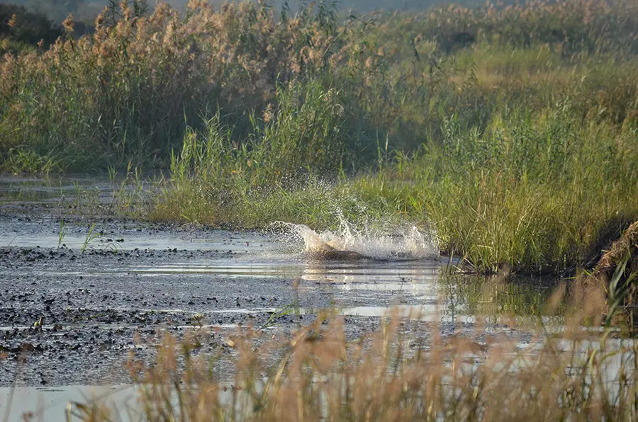 DSC_1089.jpg