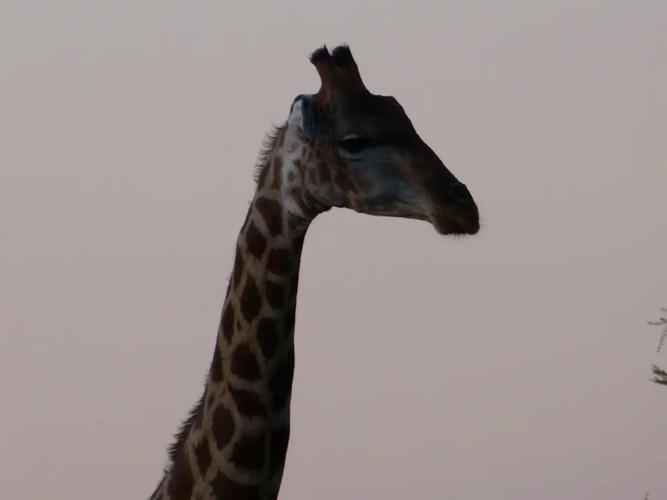 P1000293.JPG