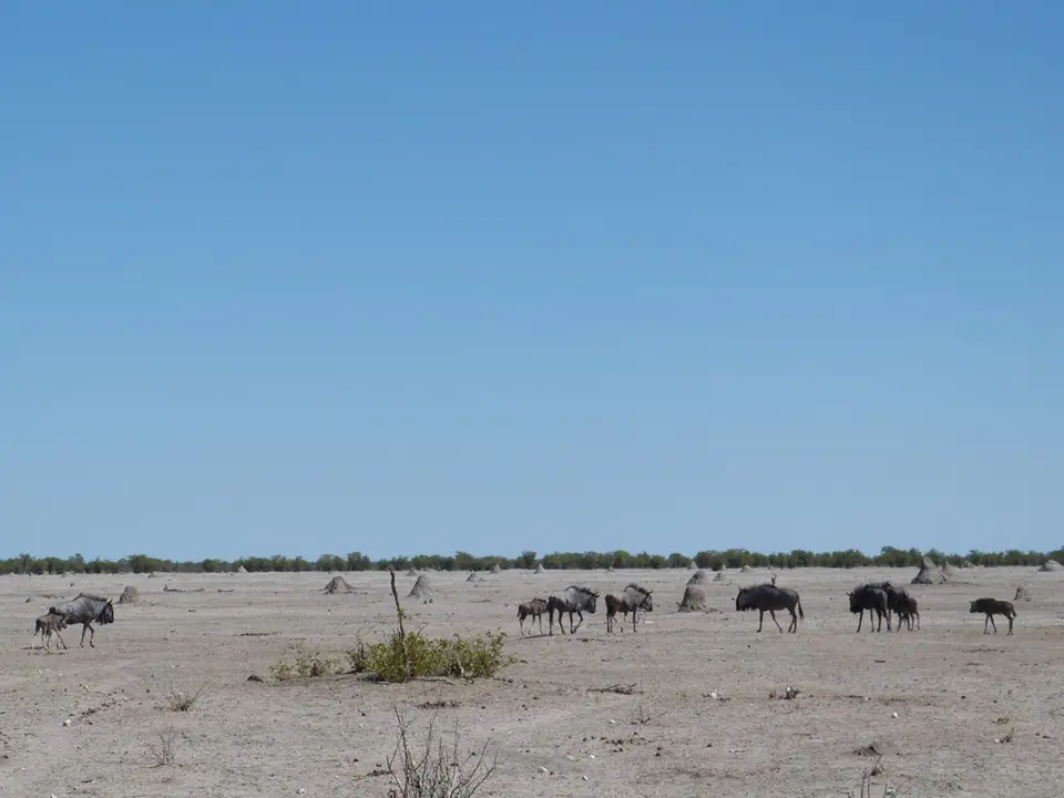 P1000619.jpg