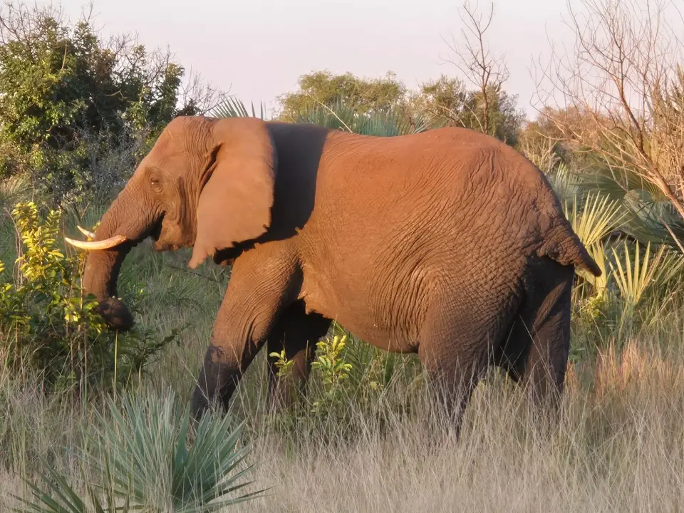 TembeEli.jpg