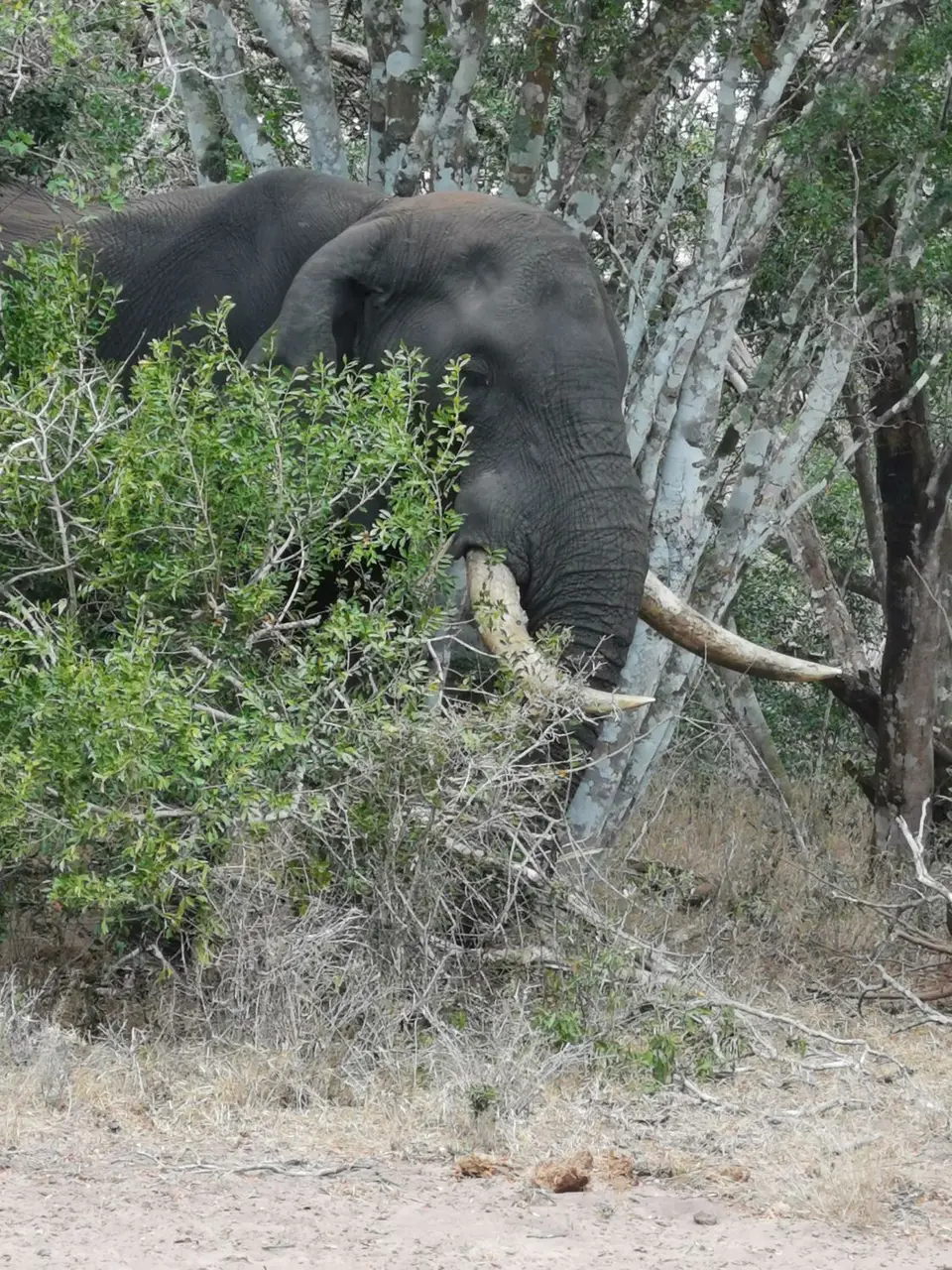 Tusker1.jpg