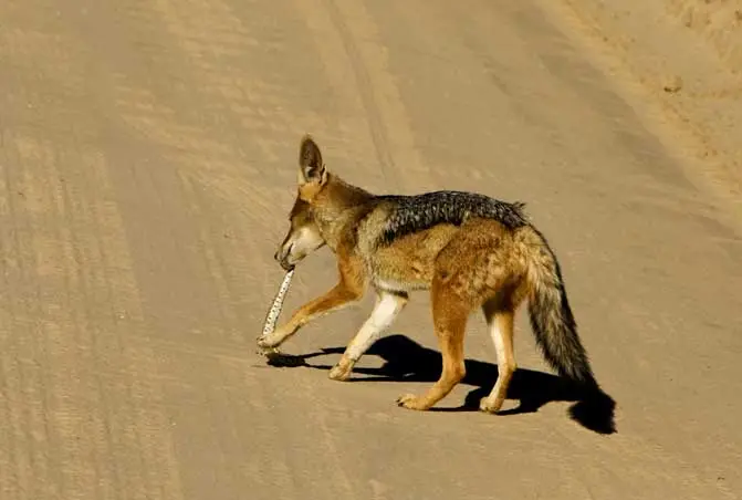 5jackal.jpg