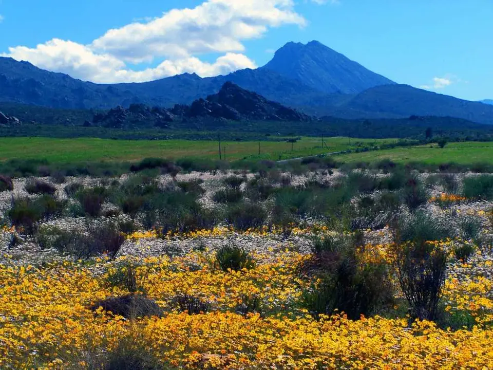 CitrusdaltoClanwilliam.jpg