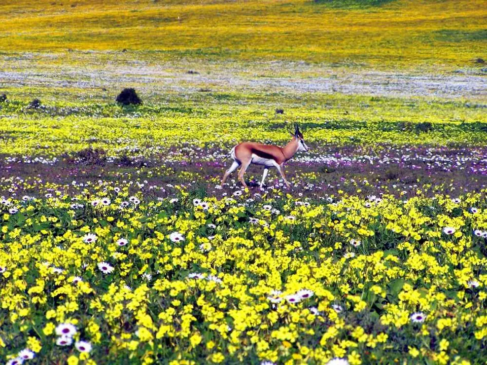 WestCoastNP1.jpg