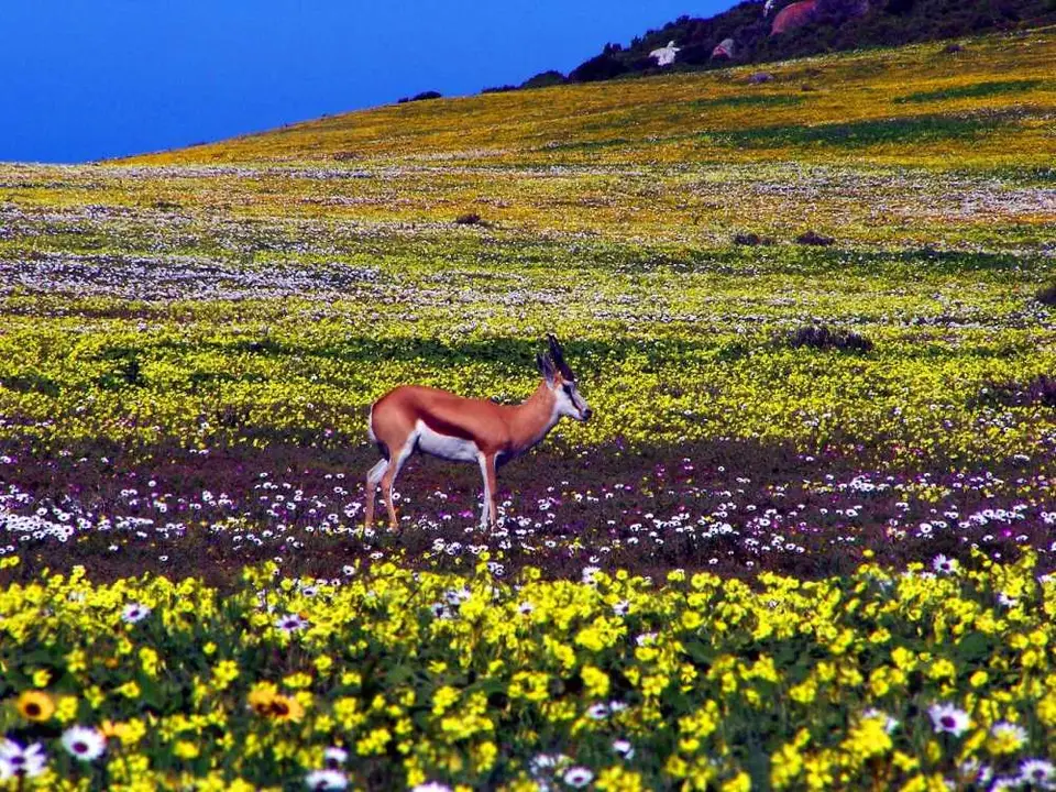WestCoastNP2.jpg
