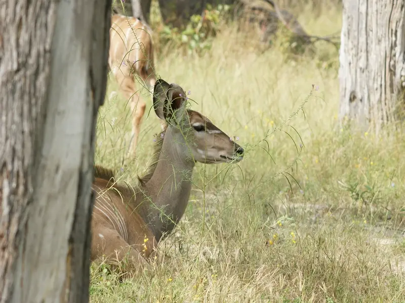 004-Kudu.JPG