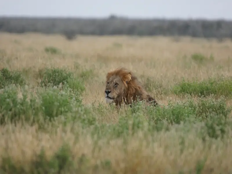 k-09-GemsbokvlakteLweMR103_2011-11-09.JPG