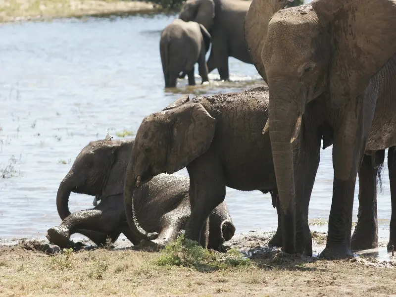 k-Elephant-CMR127.JPG