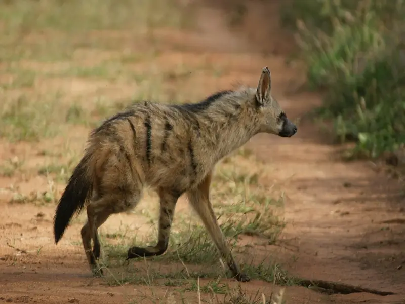 k-ErdwolfMR012.JPG