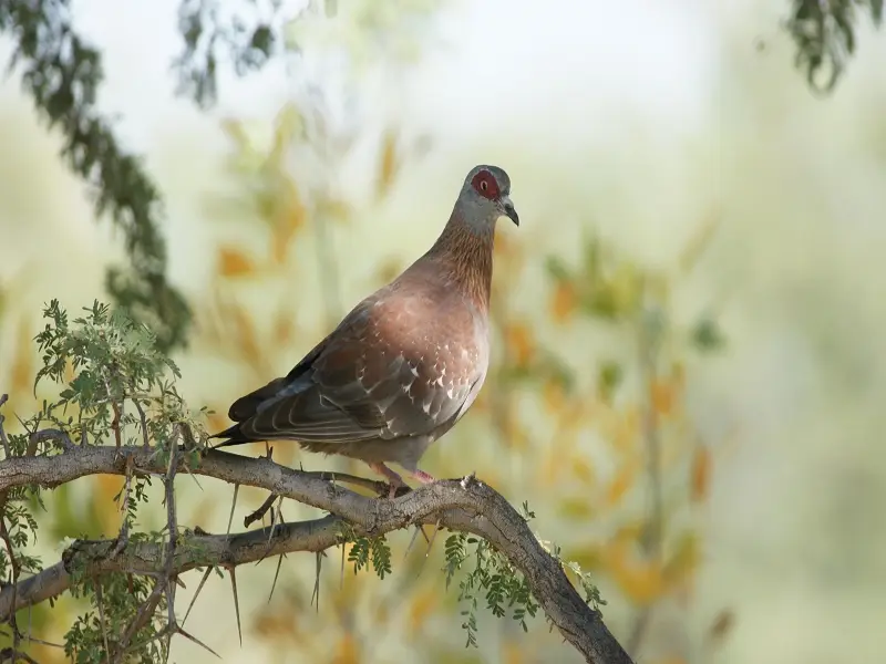 k-GuineataubeMR012.JPG