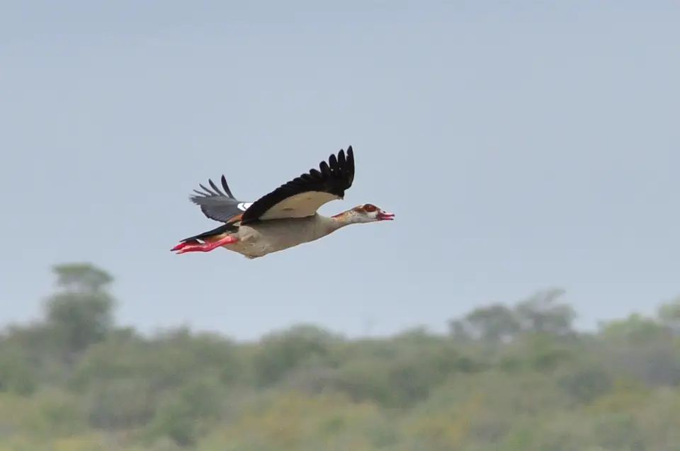 h40472c9.JPG