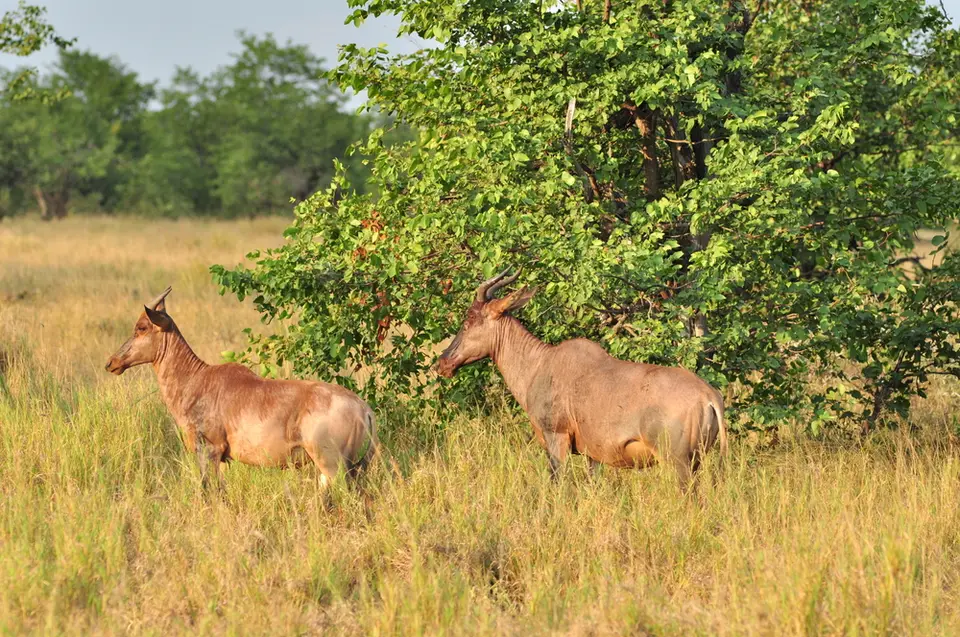 hd5a8802.JPG