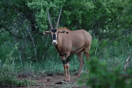14.FringeEaredOryxTsavo.JPG