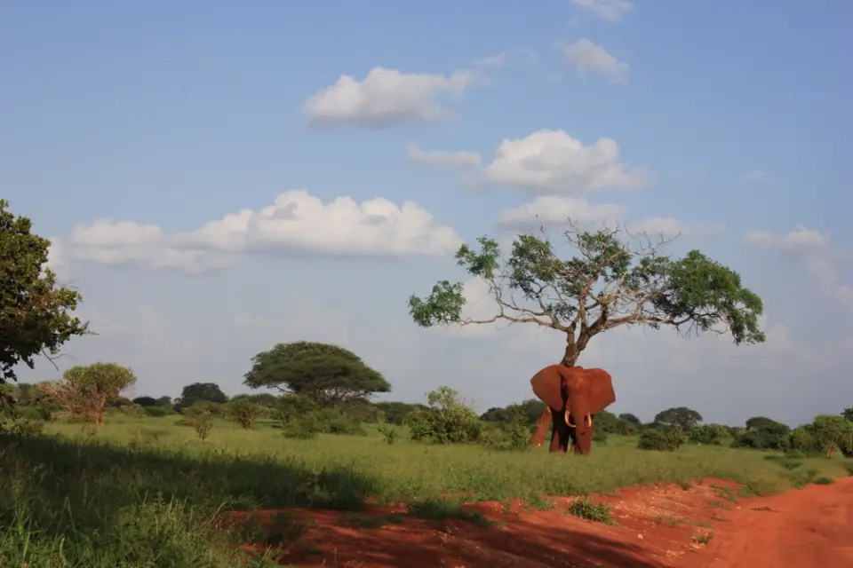 15Tsavo.JPG