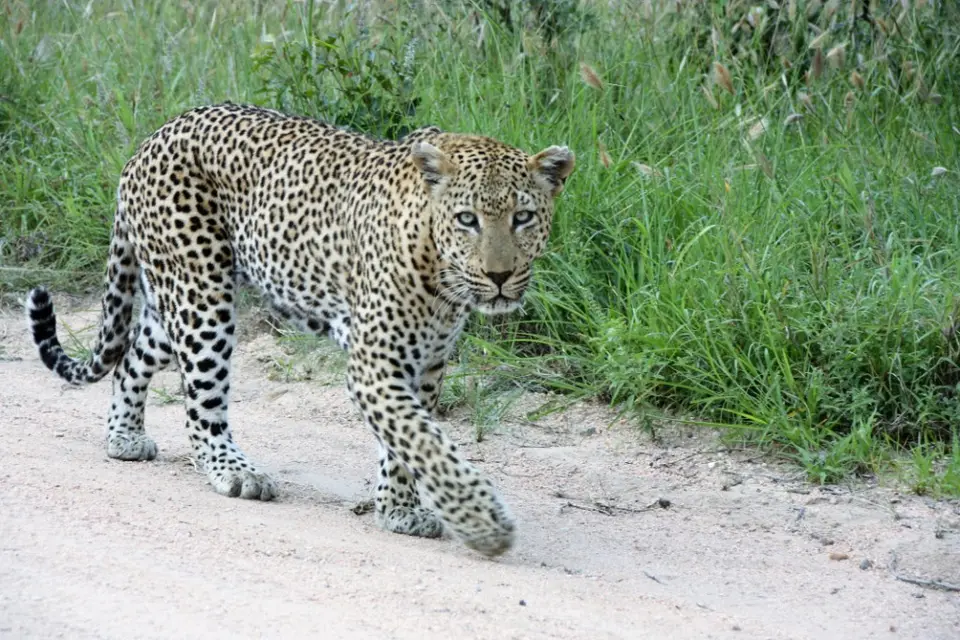 Südafrika(2267).JPG