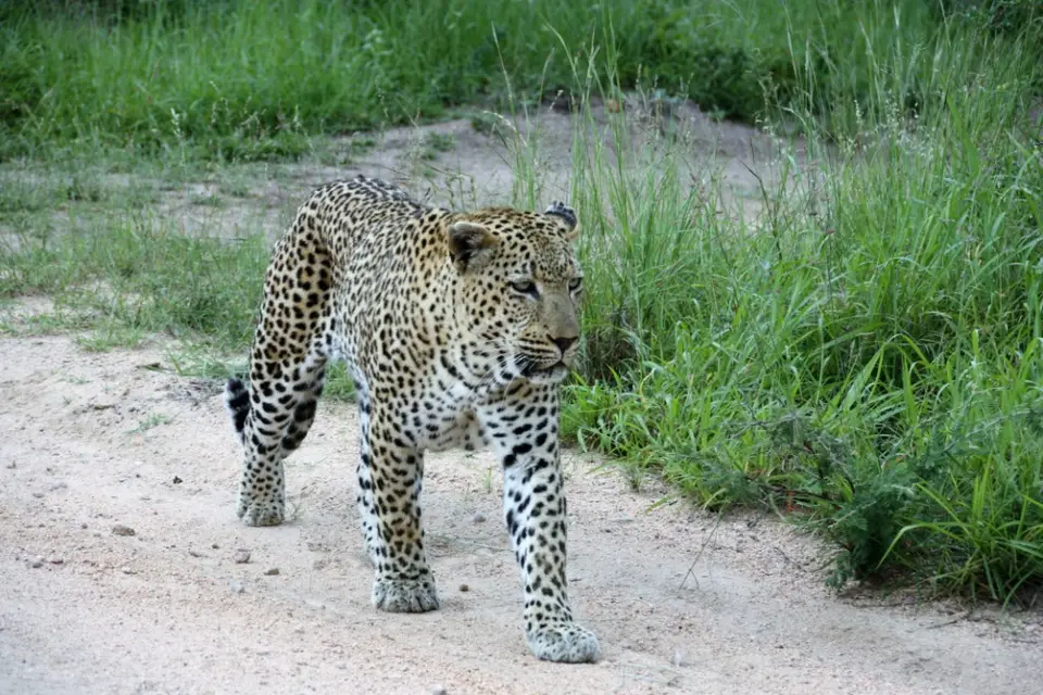Südafrika(2317).JPG