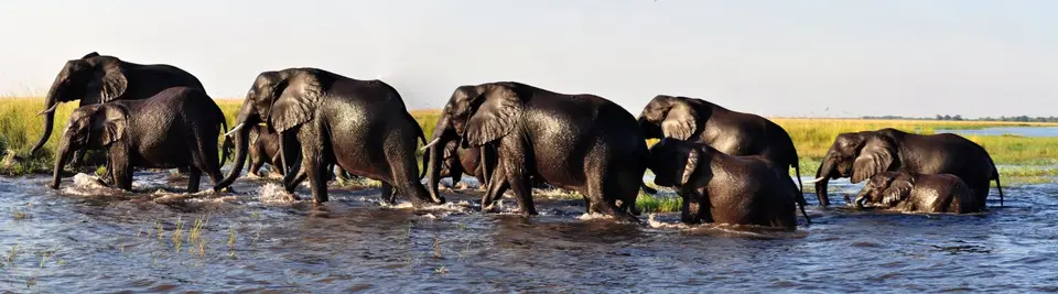 15.01Chobe06.jpg