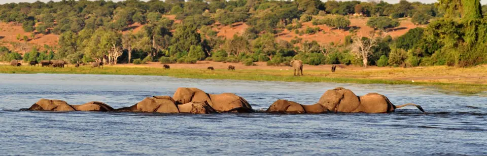 15.01Chobe09.jpg