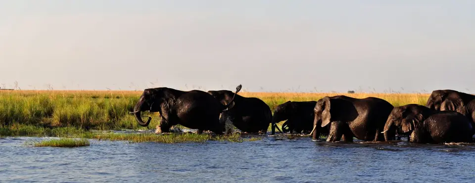 15.01Chobe12.jpg