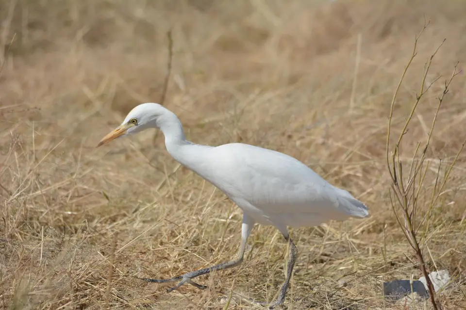 DSC_4171.JPG