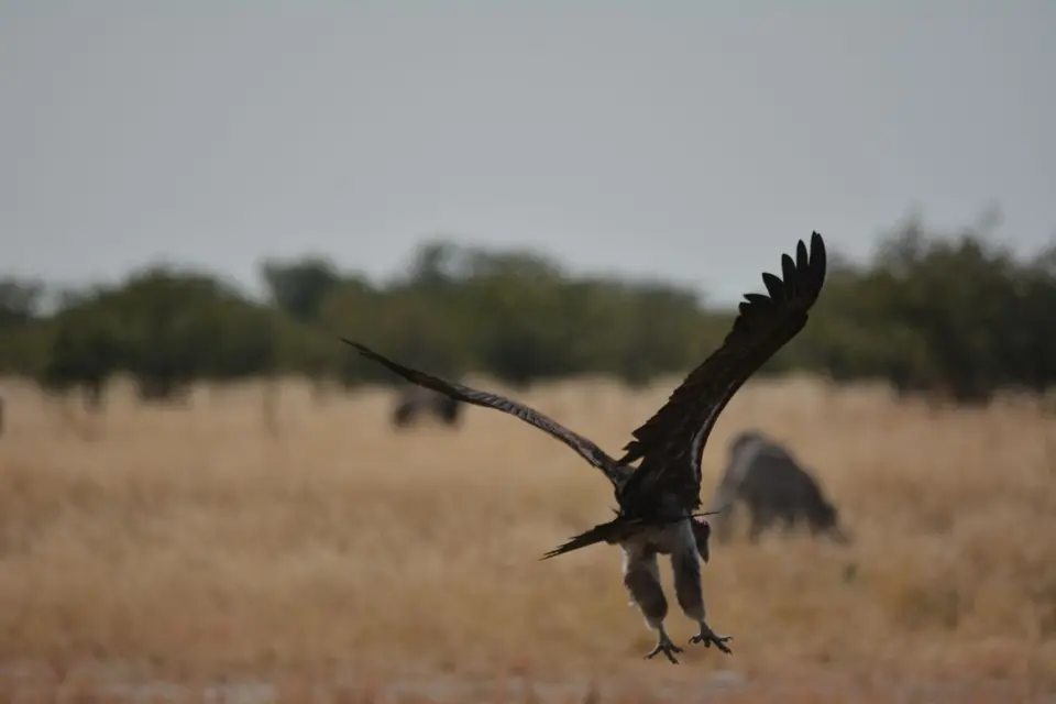 DSC_4392.JPG