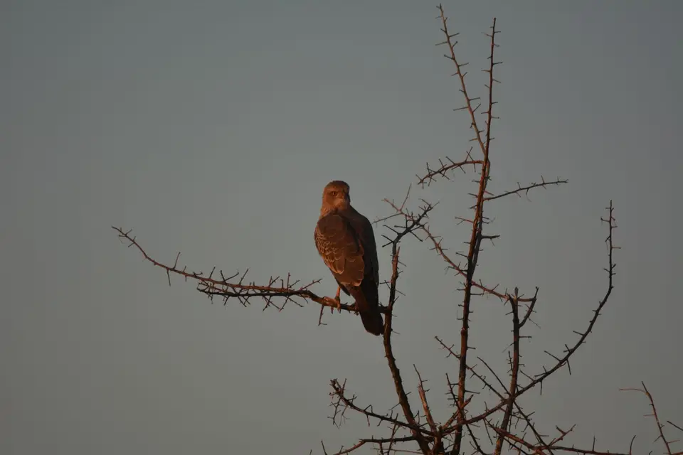 DSC_4465.JPG