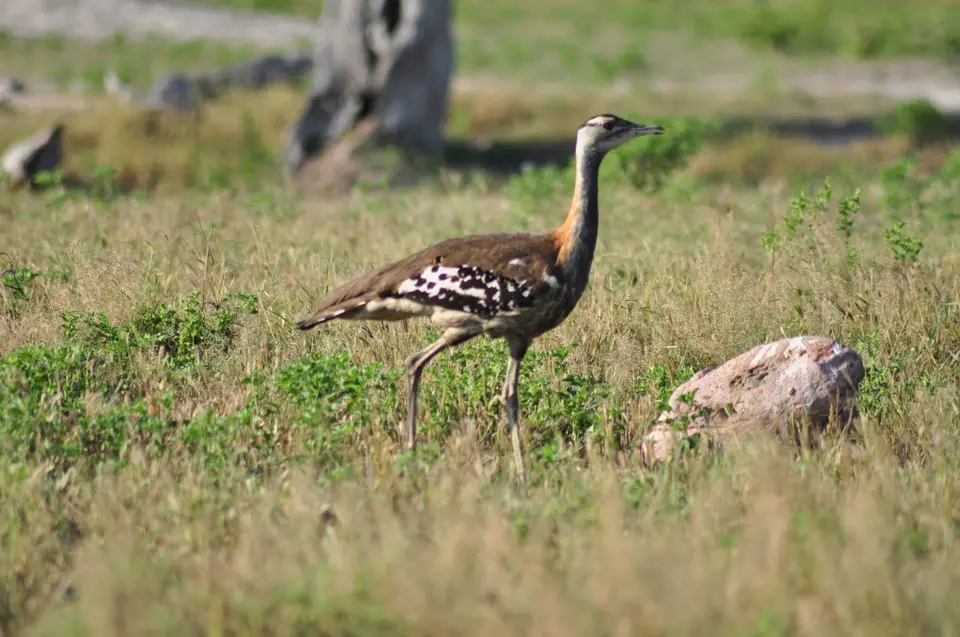 DSC_6357.JPG