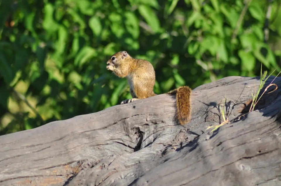 DSC_6451.JPG