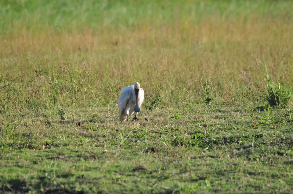 DSC_6645.JPG