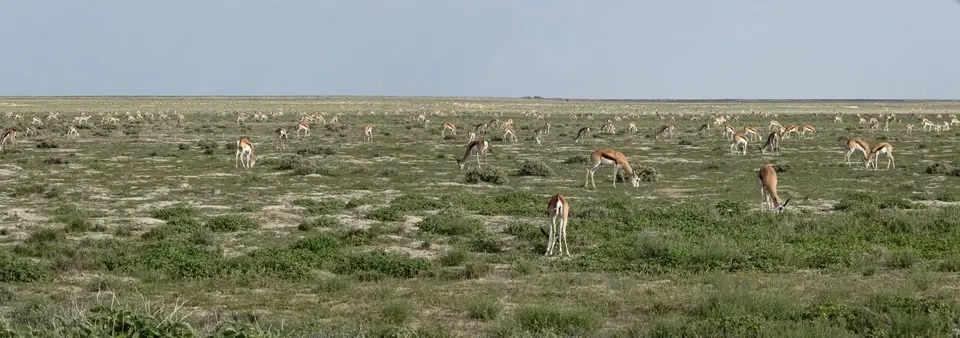 k-15.01EtoshaNationalPark01.jpg