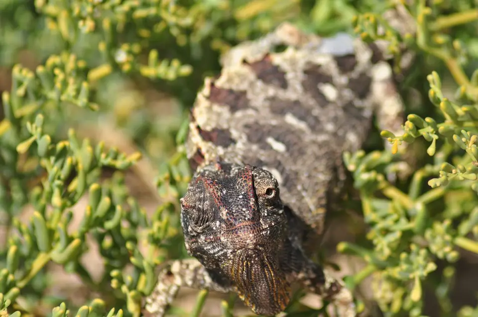 k-DSC_1146.JPG