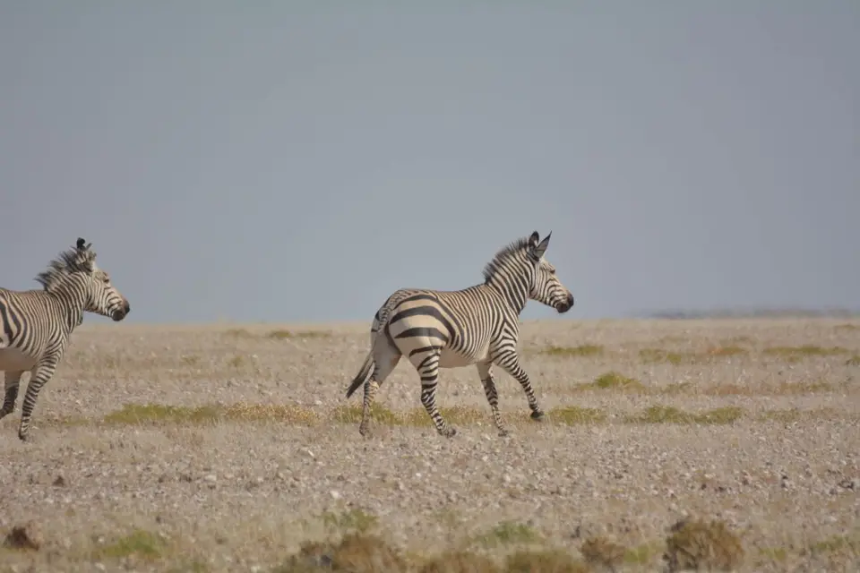 k-DSC_5170.JPG
