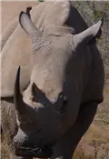 Nashorn2K.png