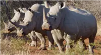 Nashorn4K.png