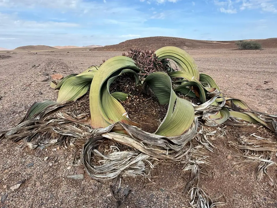 MessumWelwitschia.jpeg