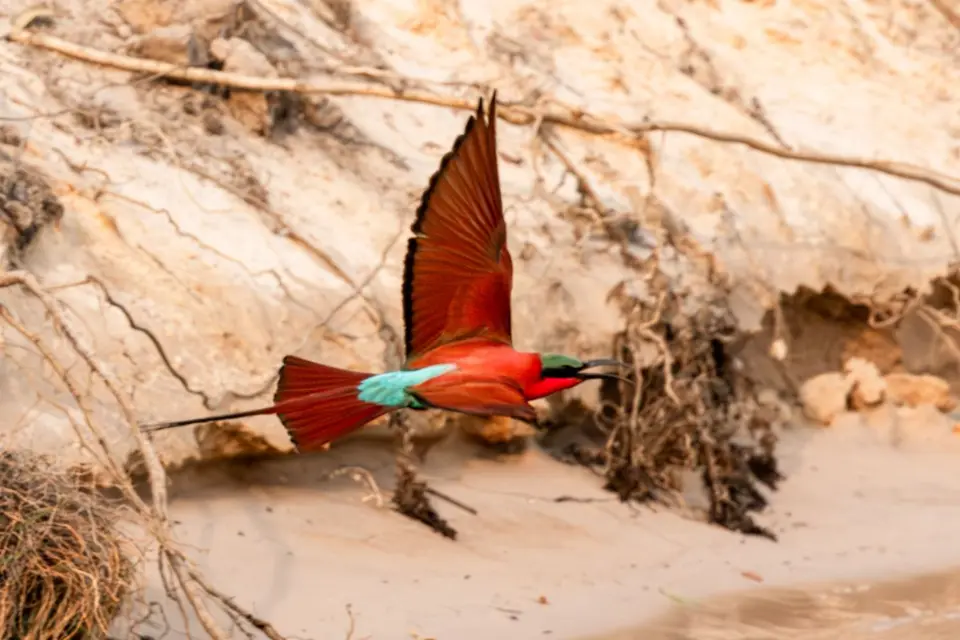 Okavango003.jpg
