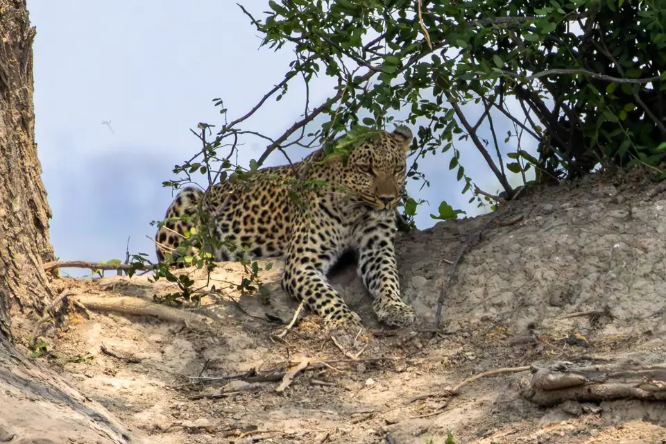 Okavango015.jpg
